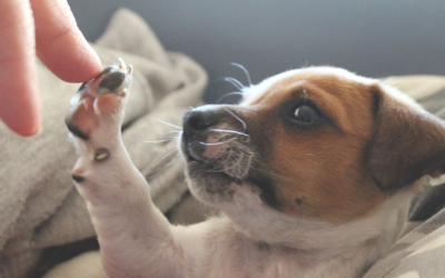 Nueva Ley de Bienestar Animal: Seguro de Responsabilidad Civil obligatorio para los dueños de perros